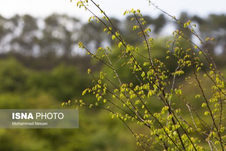 جنگل های هیرکانی النگدره – گلستان