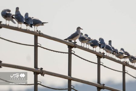 پرندگان مهاجر دریاچۀ چیتگر تهران