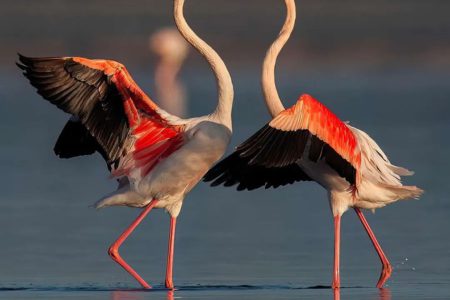 لحظه‌نگاری پرواز؛ شاهکارهای عکاسی پرندگان در طبیعت وحشی