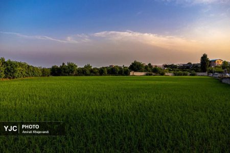 برداشت برنج از شالیزاهای استان مازندران