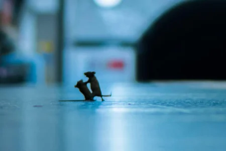 جدال موش‌ها؛ تصویری از نبرد دو موش بر سر تکه نان در متروی نیویورک