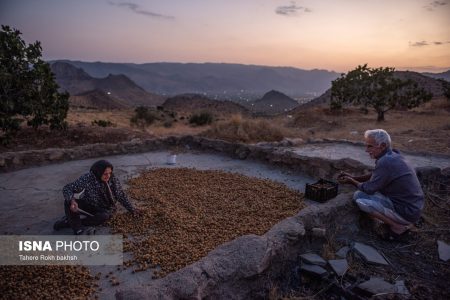 فصل برداشت انجیر از بزرگترین انجیرستان دیم جهان – استهبان